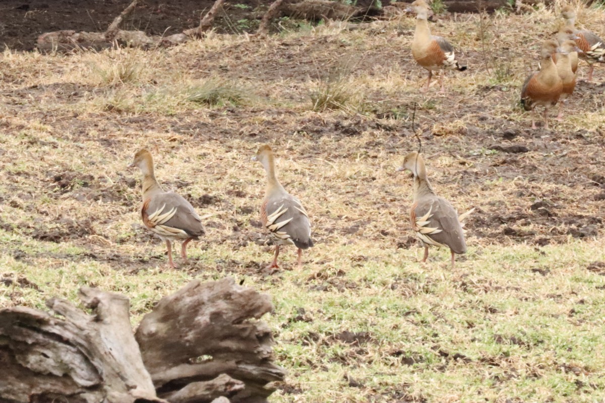 Plumed Whistling-Duck - ML638303623