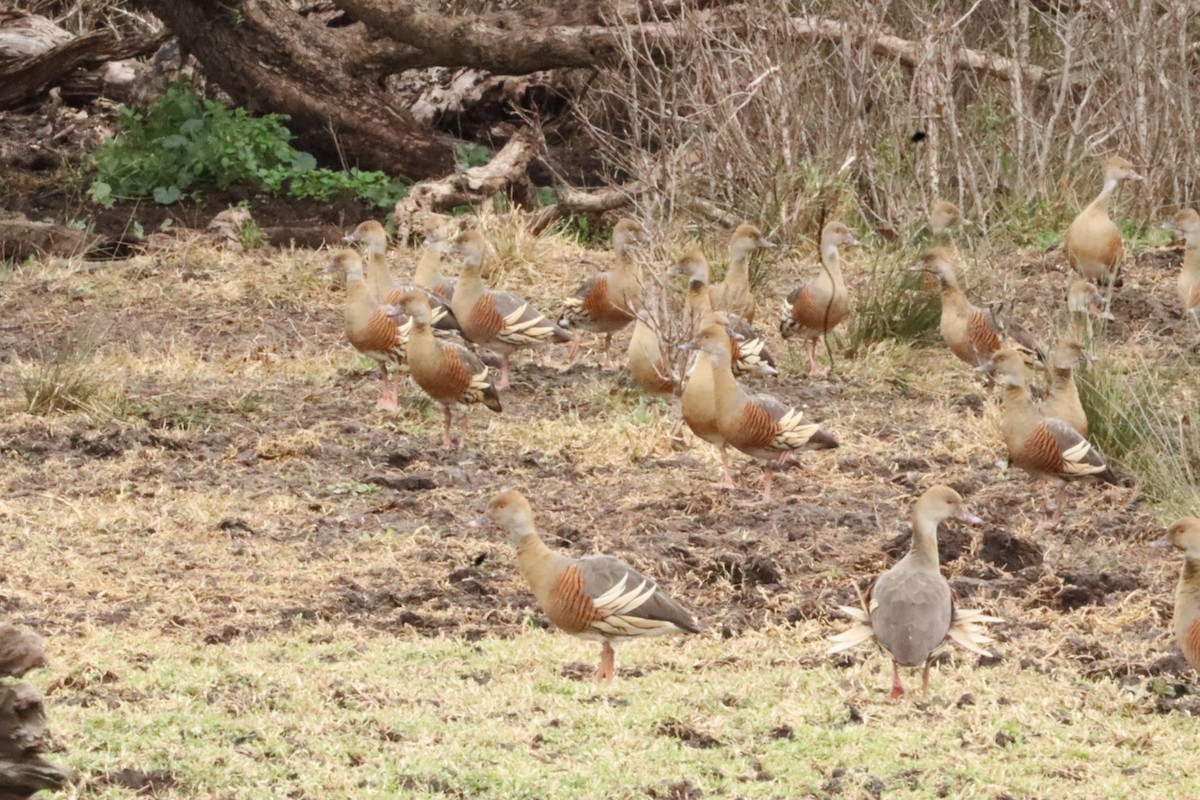 Plumed Whistling-Duck - ML638303624