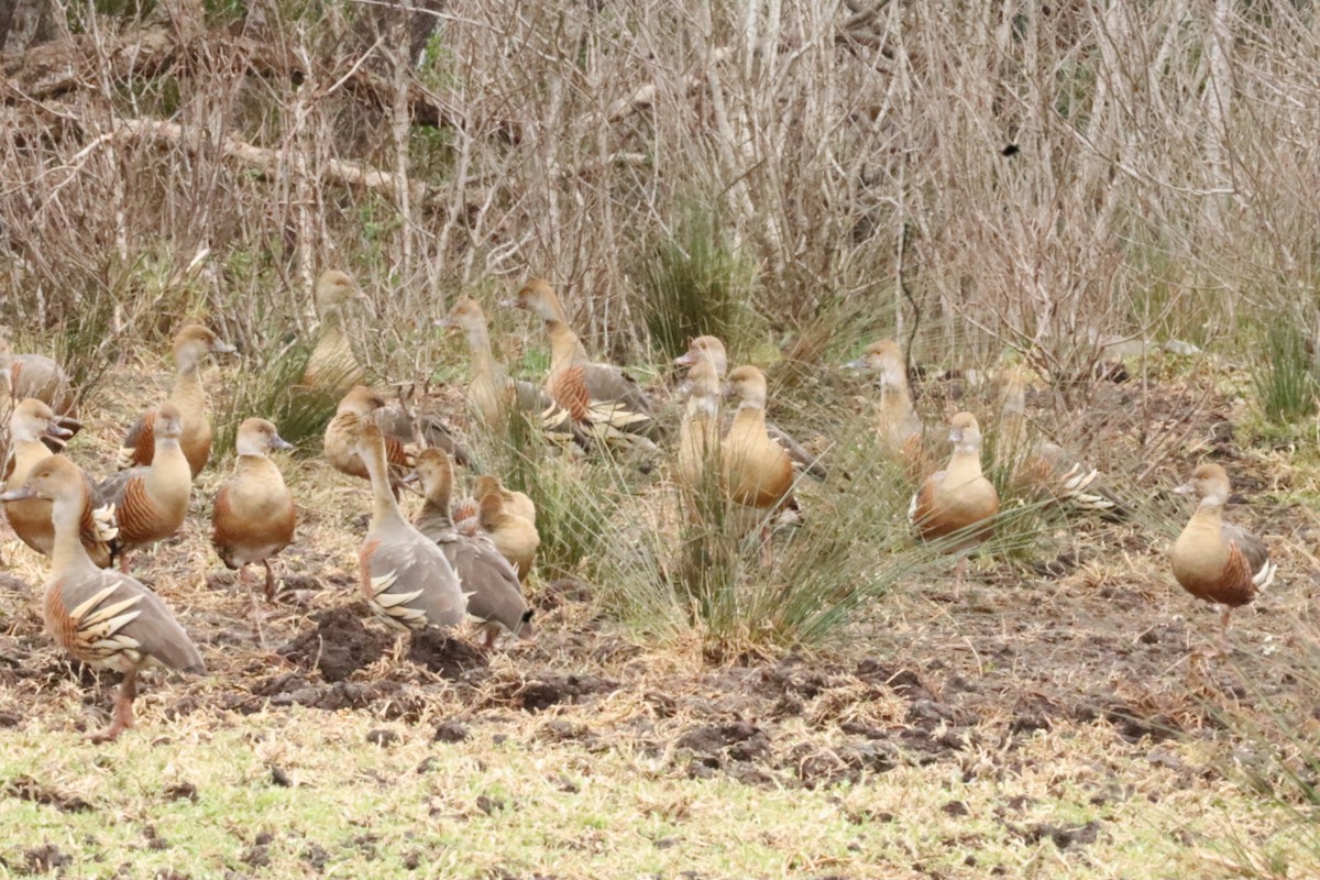 Plumed Whistling-Duck - ML638303625