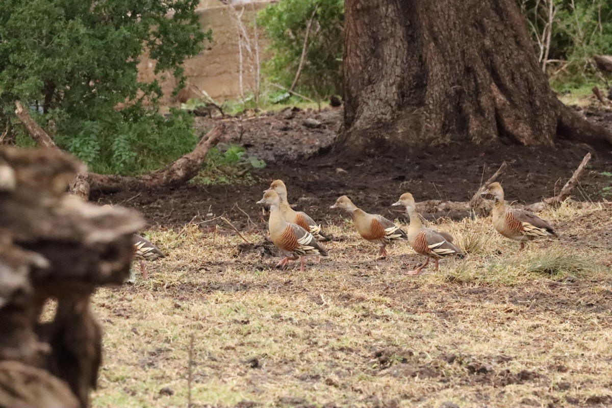Plumed Whistling-Duck - ML638303626