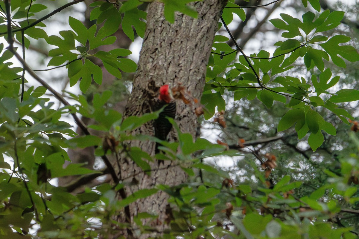 Red-bellied Woodpecker - ML638303628