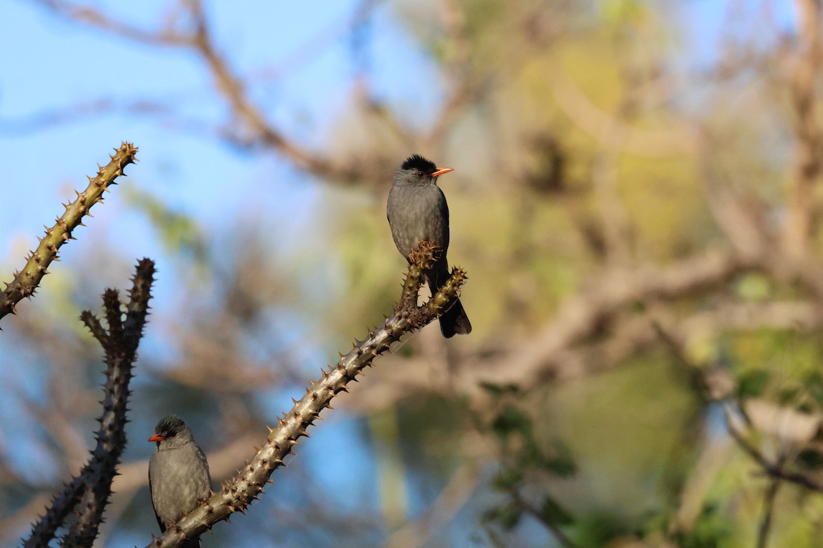 Malagasy Bulbul - ML638303629