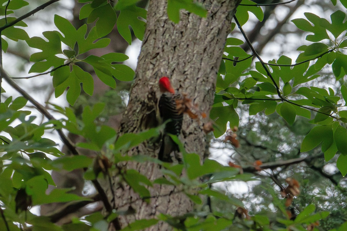 Red-bellied Woodpecker - ML638303630