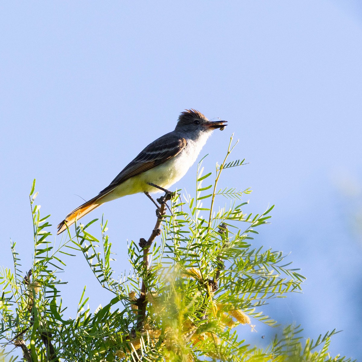 Brown-crested Flycatcher - ML638303631