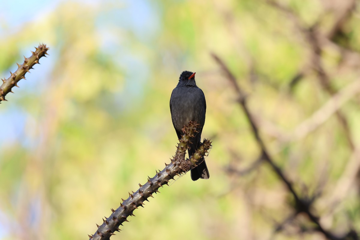Malagasy Bulbul - ML638303636