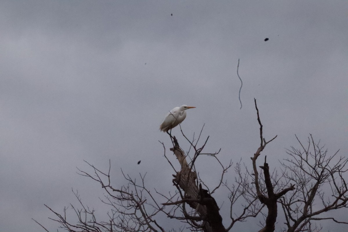 Great Egret - ML638303638