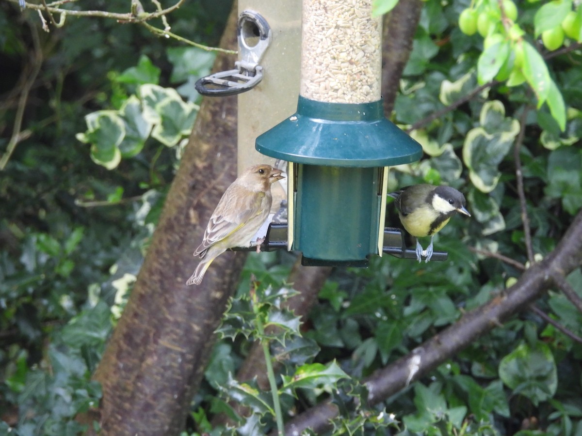 European Greenfinch - ML638303642