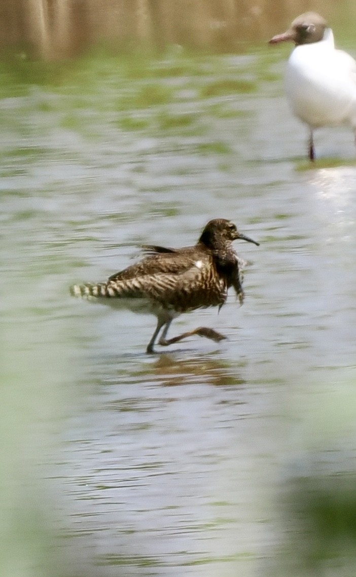 Ruff - ML638303643