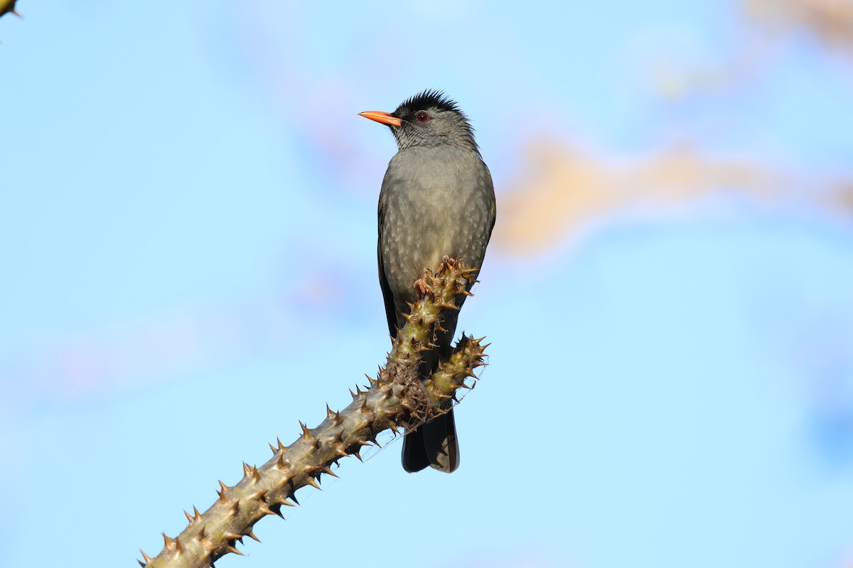Malagasy Bulbul - ML638303645
