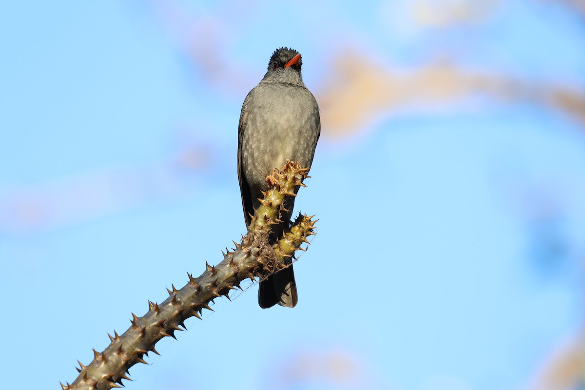 Malagasy Bulbul - ML638303648