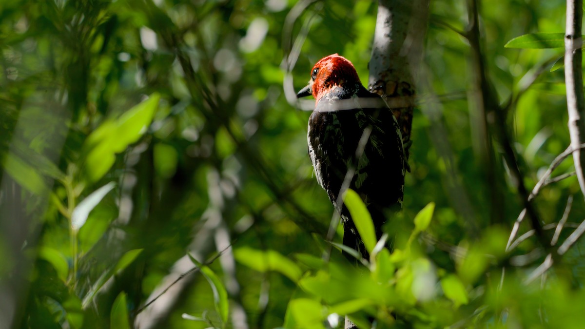 Red-breasted Sapsucker - ML638303654