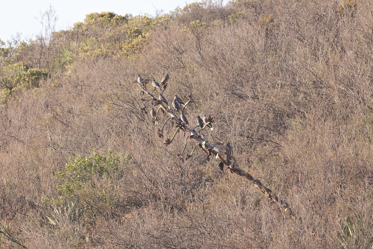 Band-tailed Pigeon - ML638303655
