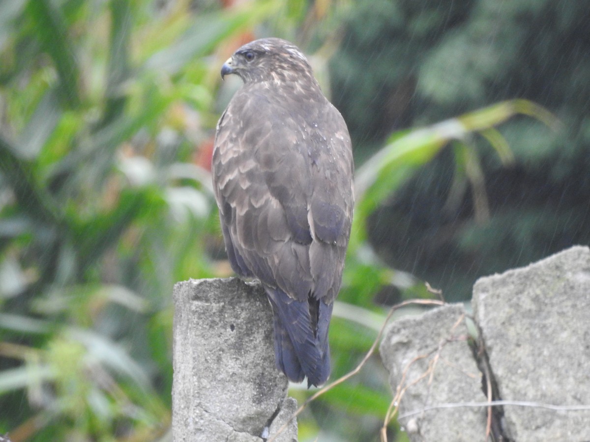 Common Buzzard - ML638303657