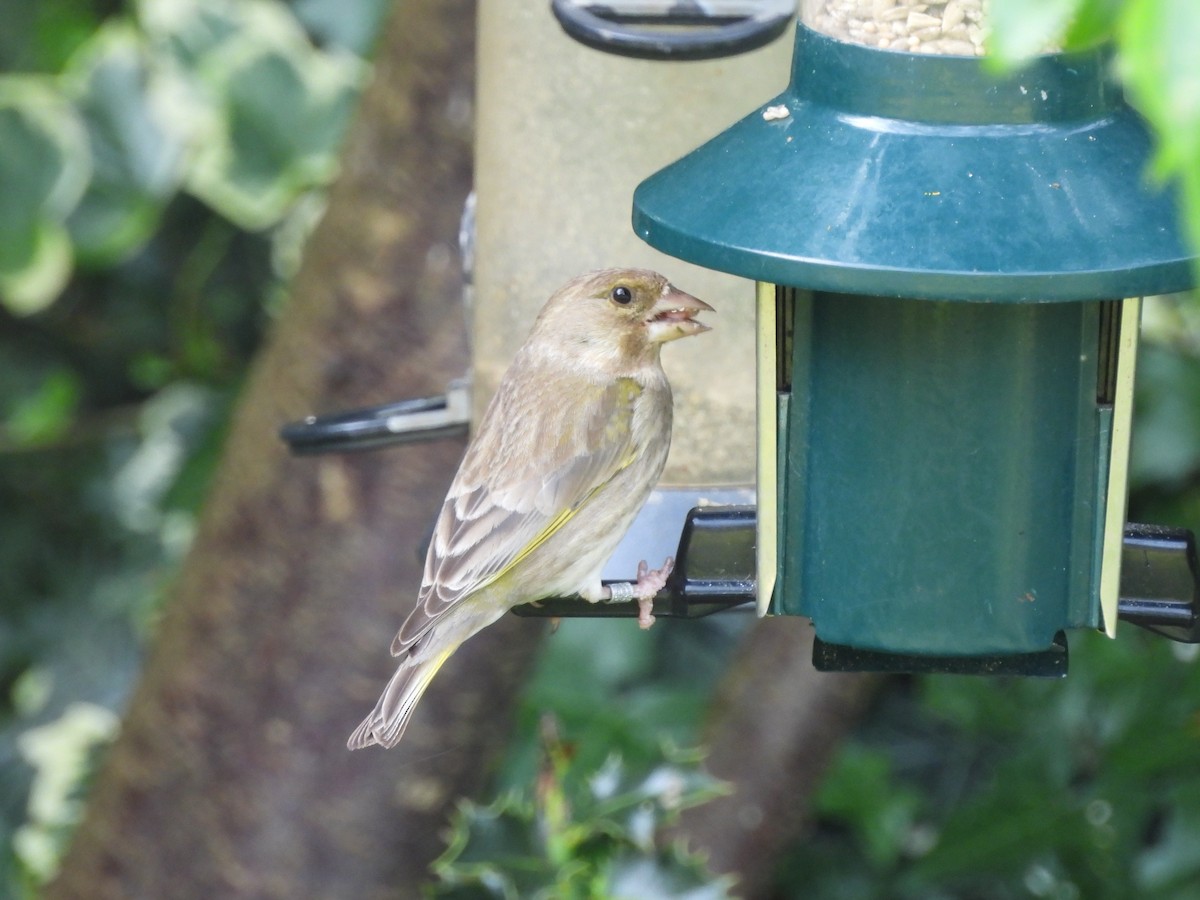 European Greenfinch - ML638303661