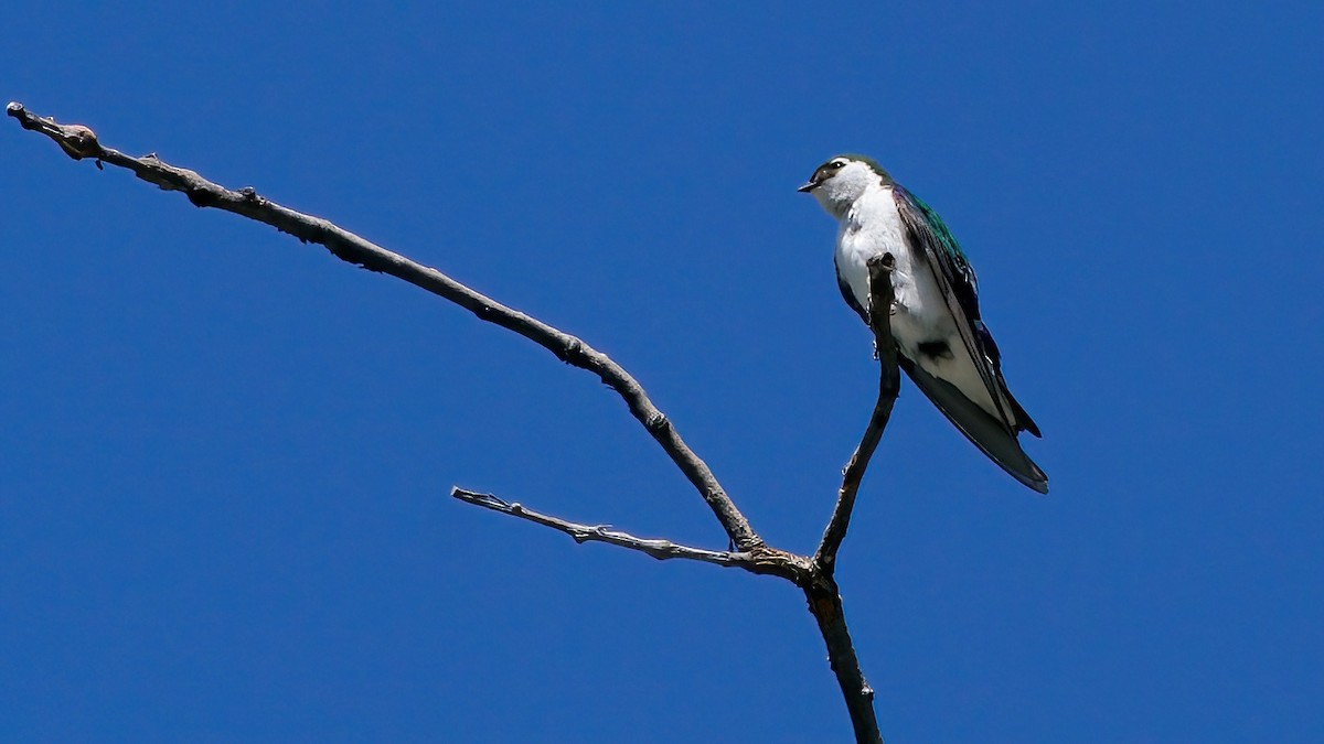 Violet-green Swallow - ML638303665