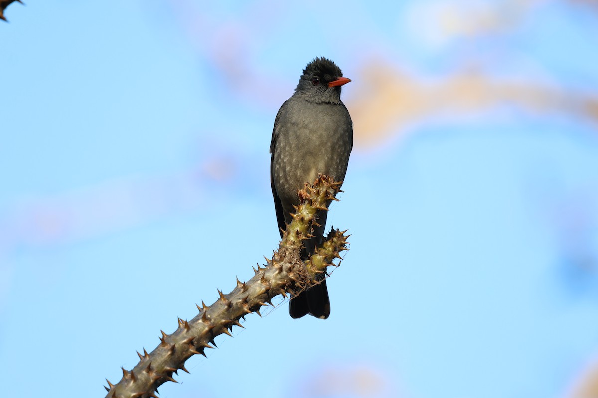 Malagasy Bulbul - ML638303671