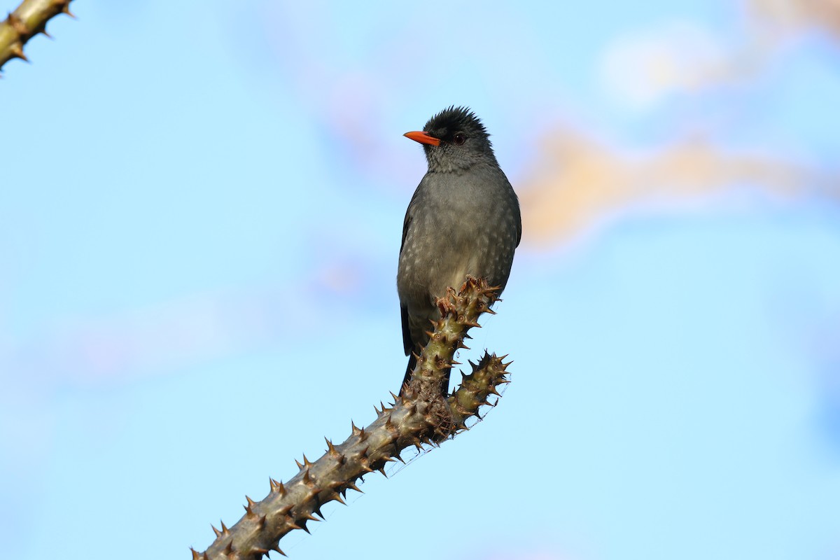 Malagasy Bulbul - ML638303674