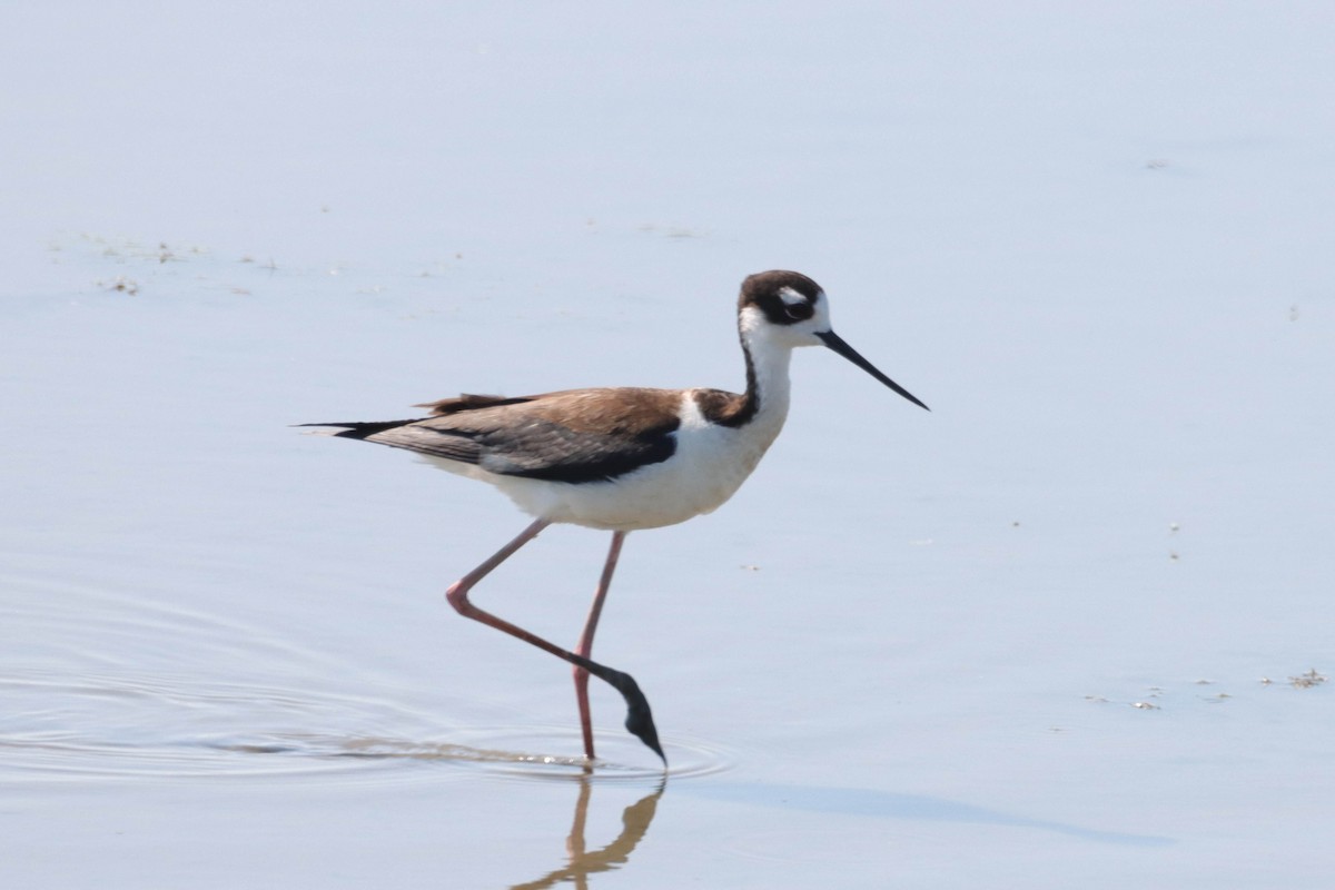 Black-necked Stilt - ML638303677