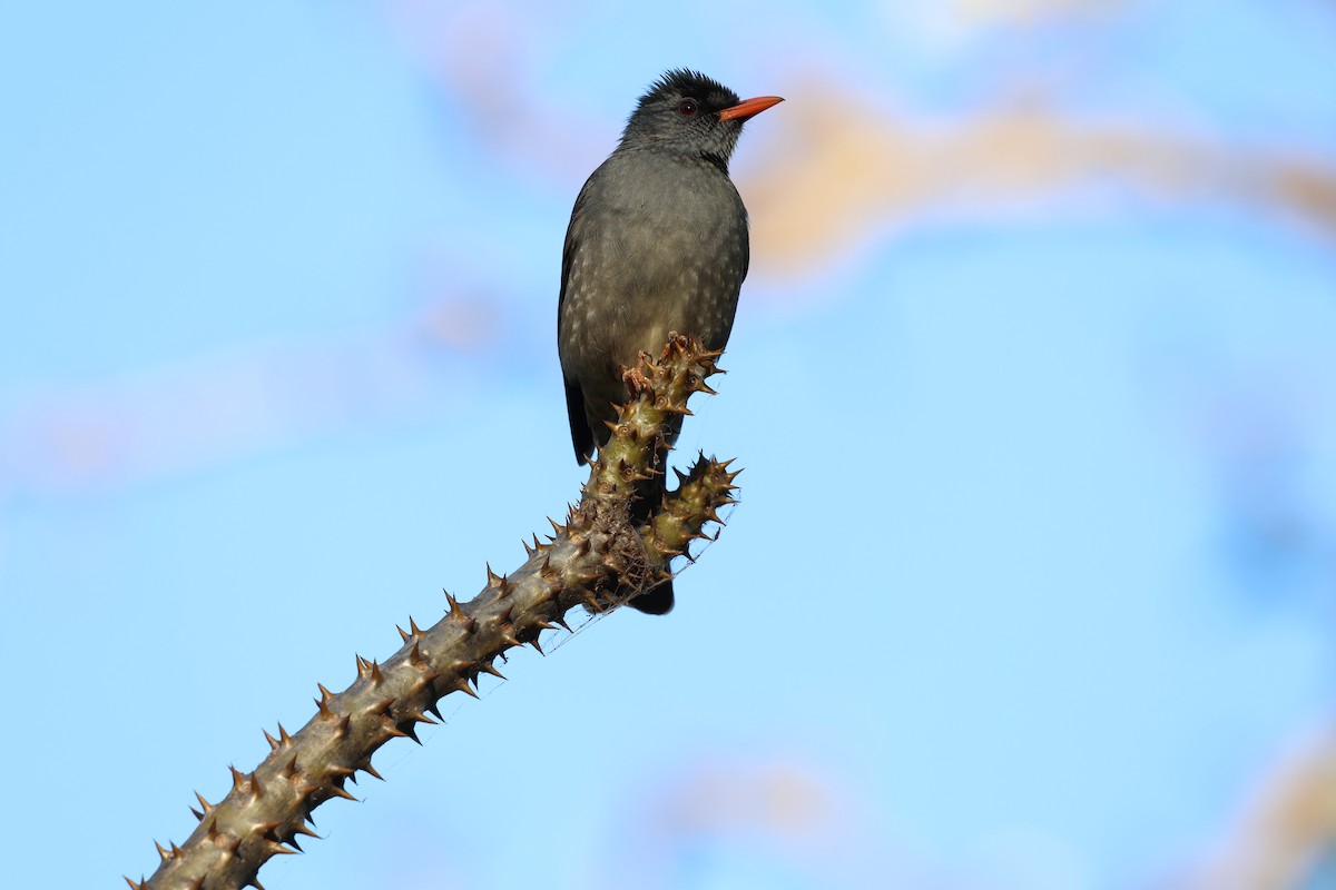 Malagasy Bulbul - ML638303678