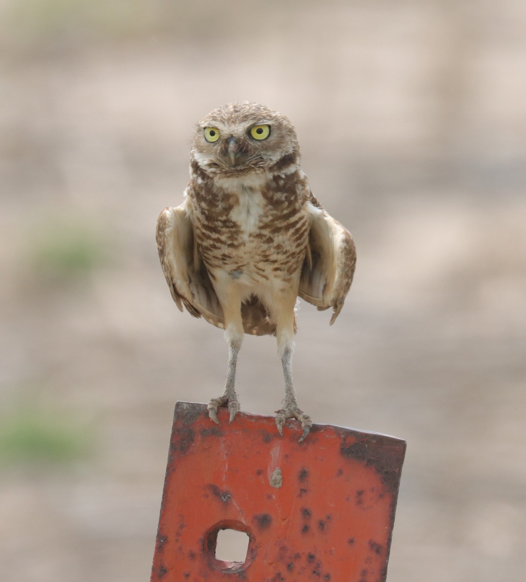 Burrowing Owl - ML638303679
