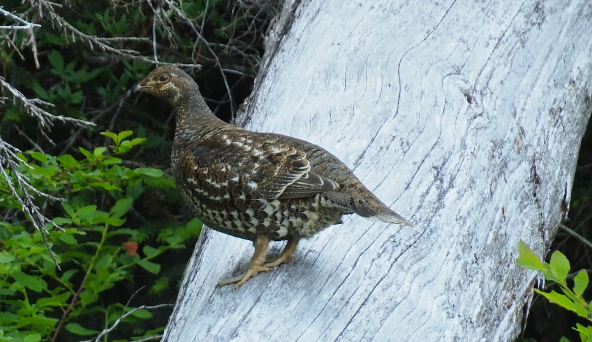 Sooty Grouse - ML638303680