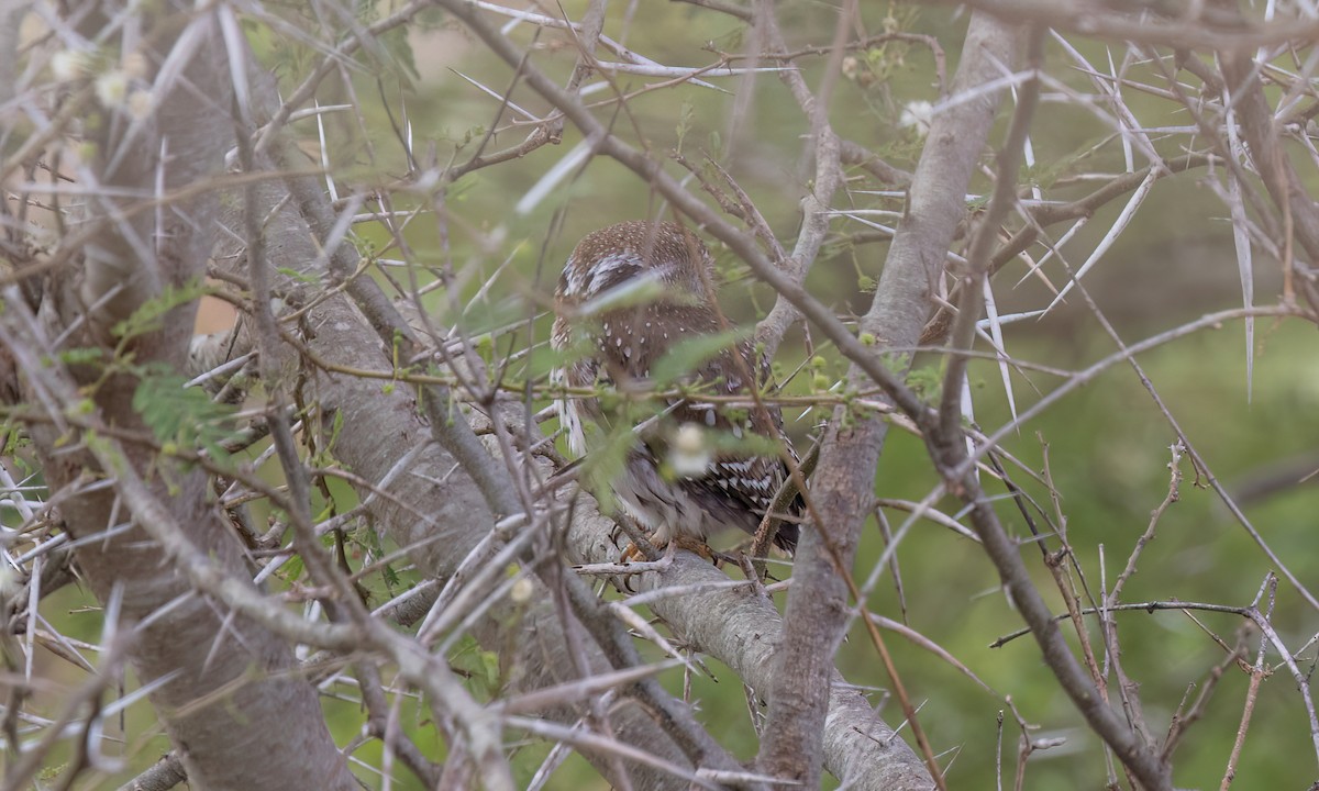 Pearl-spotted Owlet - ML638303684