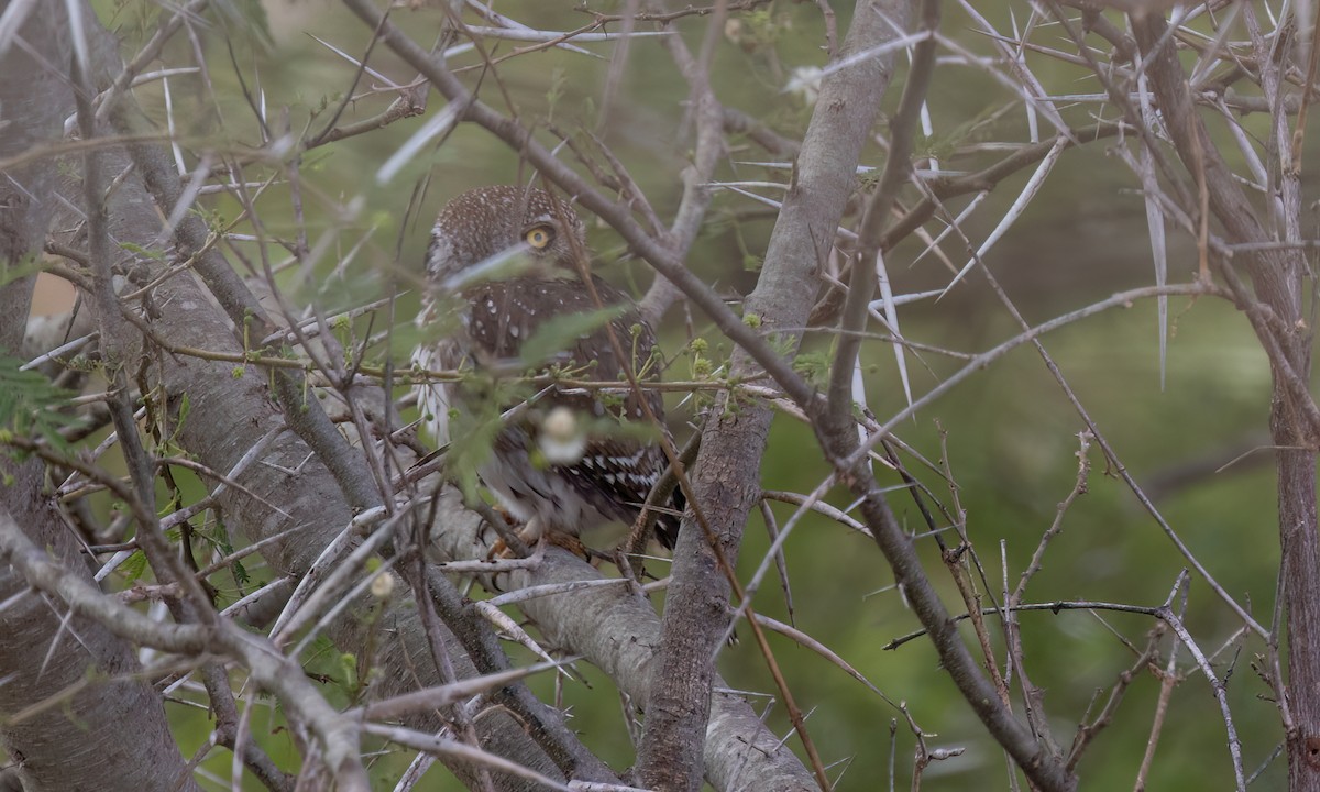 Pearl-spotted Owlet - ML638303685