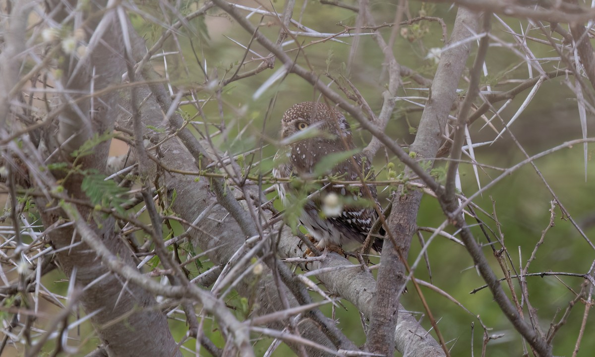 Pearl-spotted Owlet - ML638303686