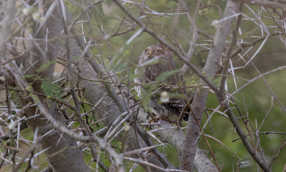 Pearl-spotted Owlet - ML638303687