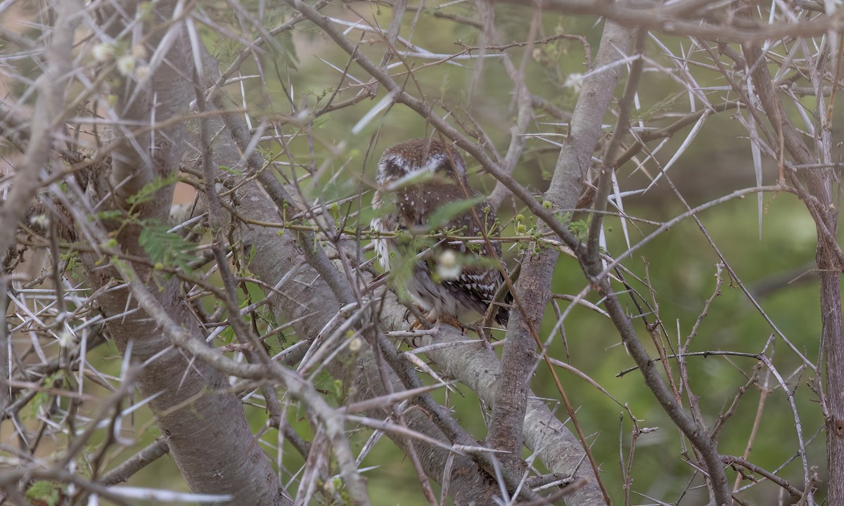 Pearl-spotted Owlet - ML638303688
