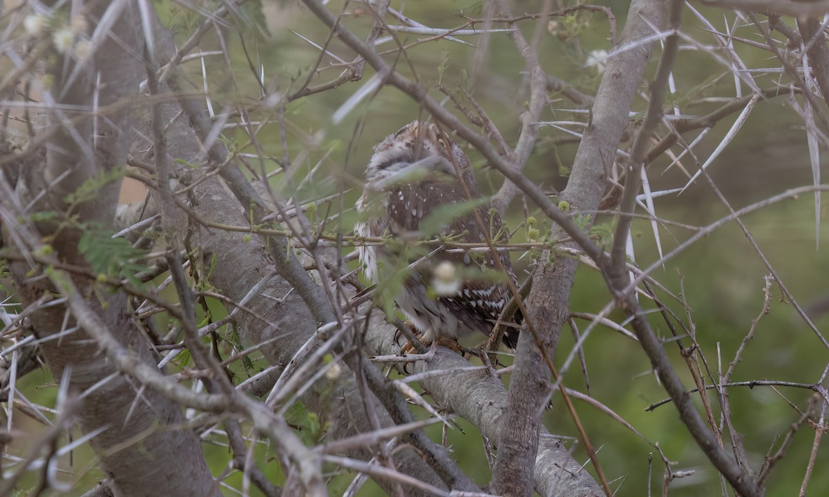 Pearl-spotted Owlet - ML638303689