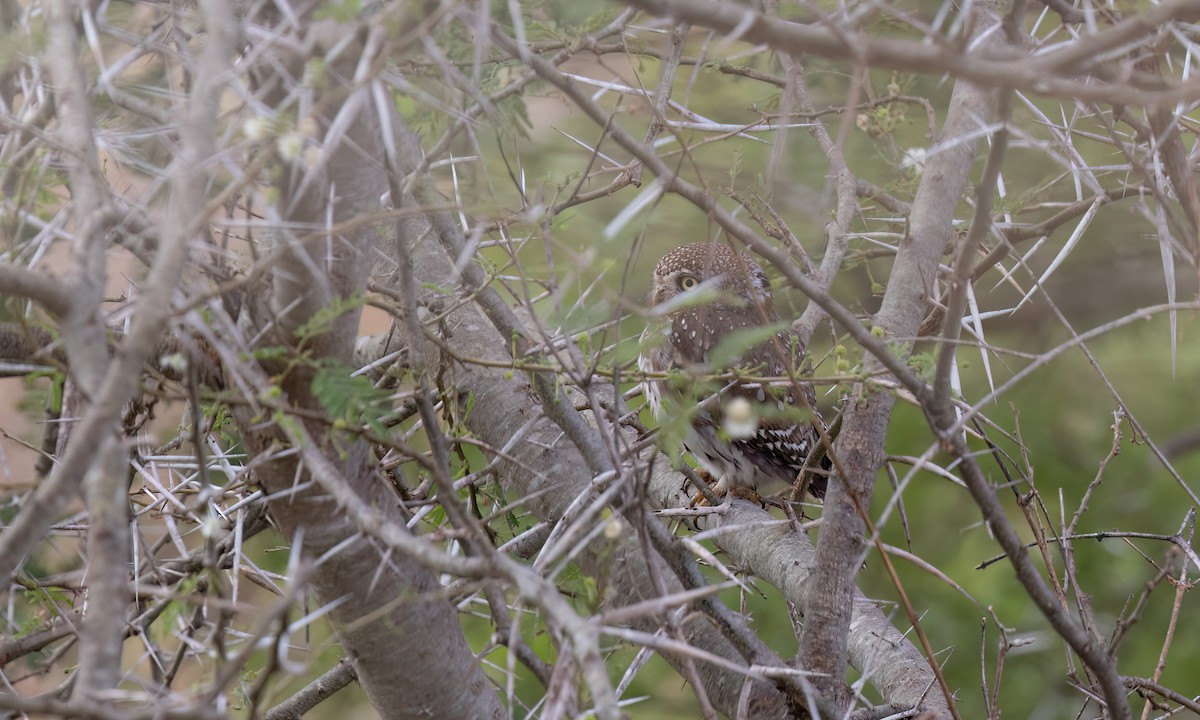 Pearl-spotted Owlet - ML638303690