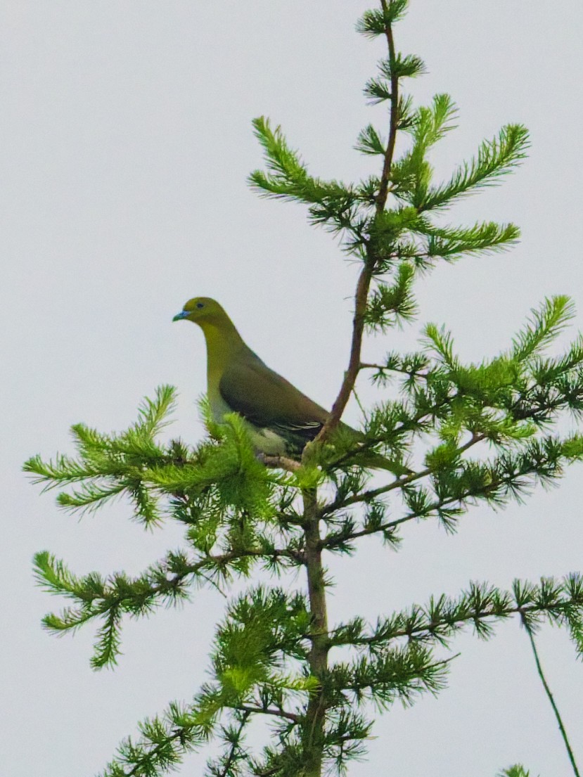 White-bellied Green-Pigeon - ML638303695