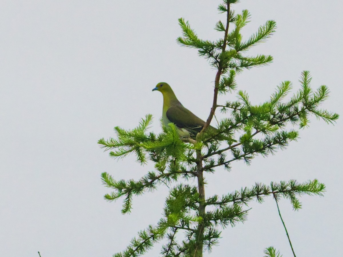 White-bellied Green-Pigeon - ML638303696