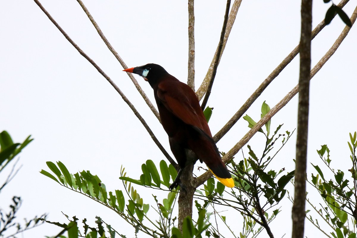 Montezuma Oropendola - ML638303699