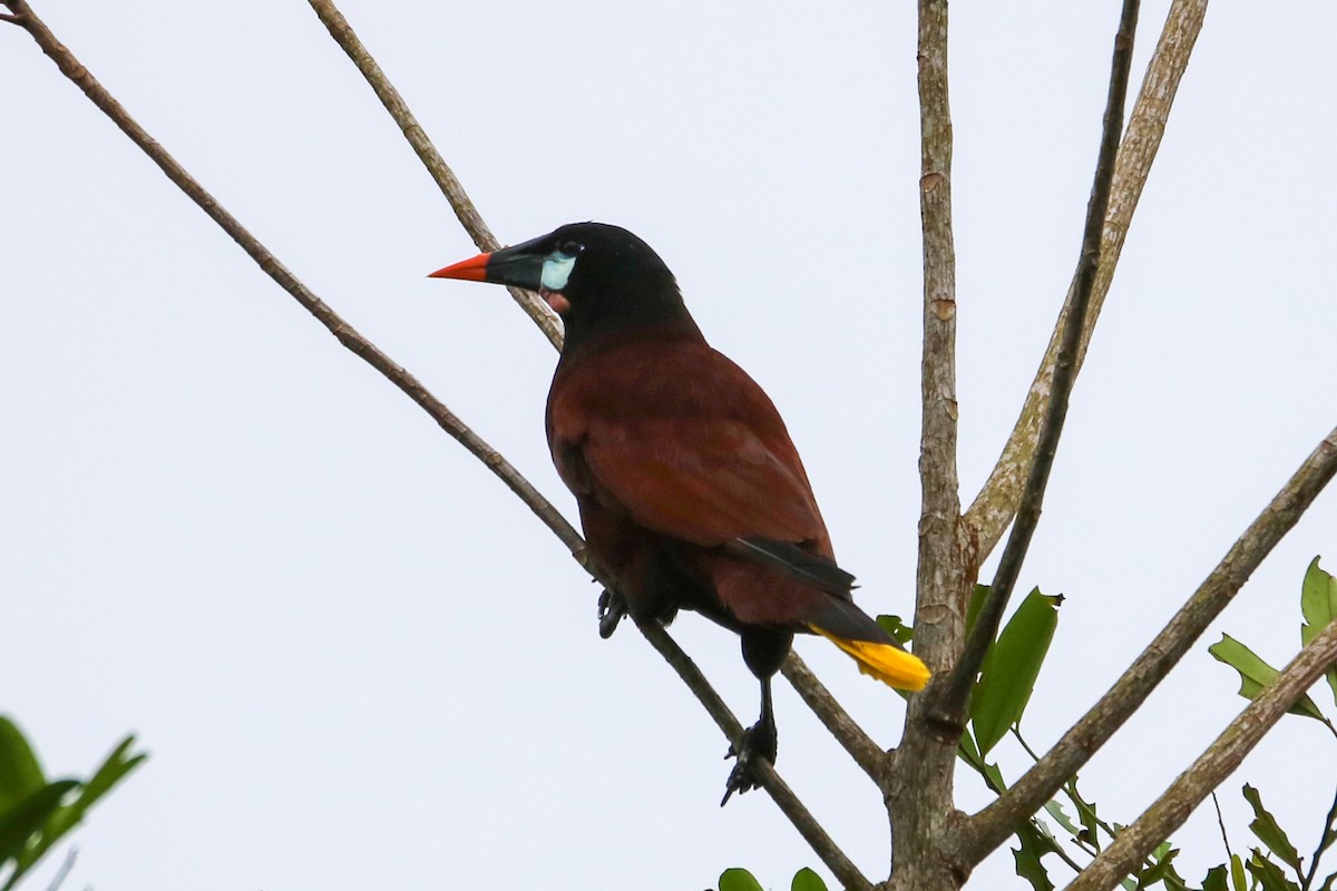 Montezuma Oropendola - ML638303700