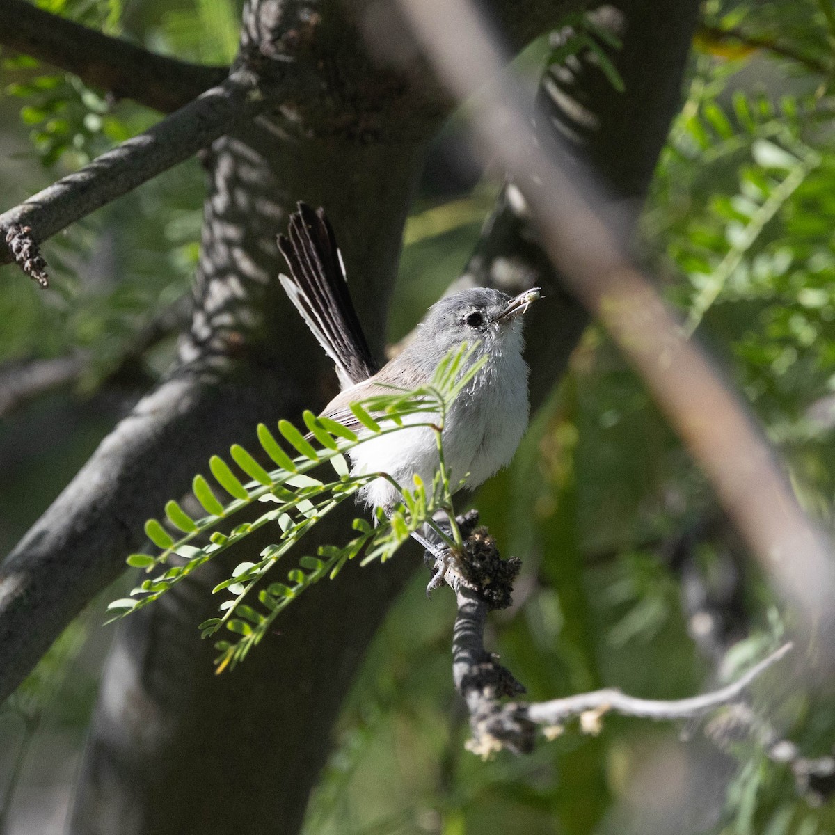Black-tailed Gnatcatcher - ML638303702