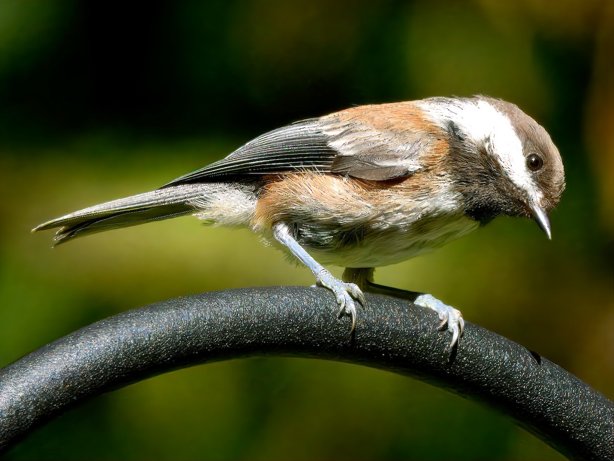 Chestnut-backed Chickadee - ML638303704