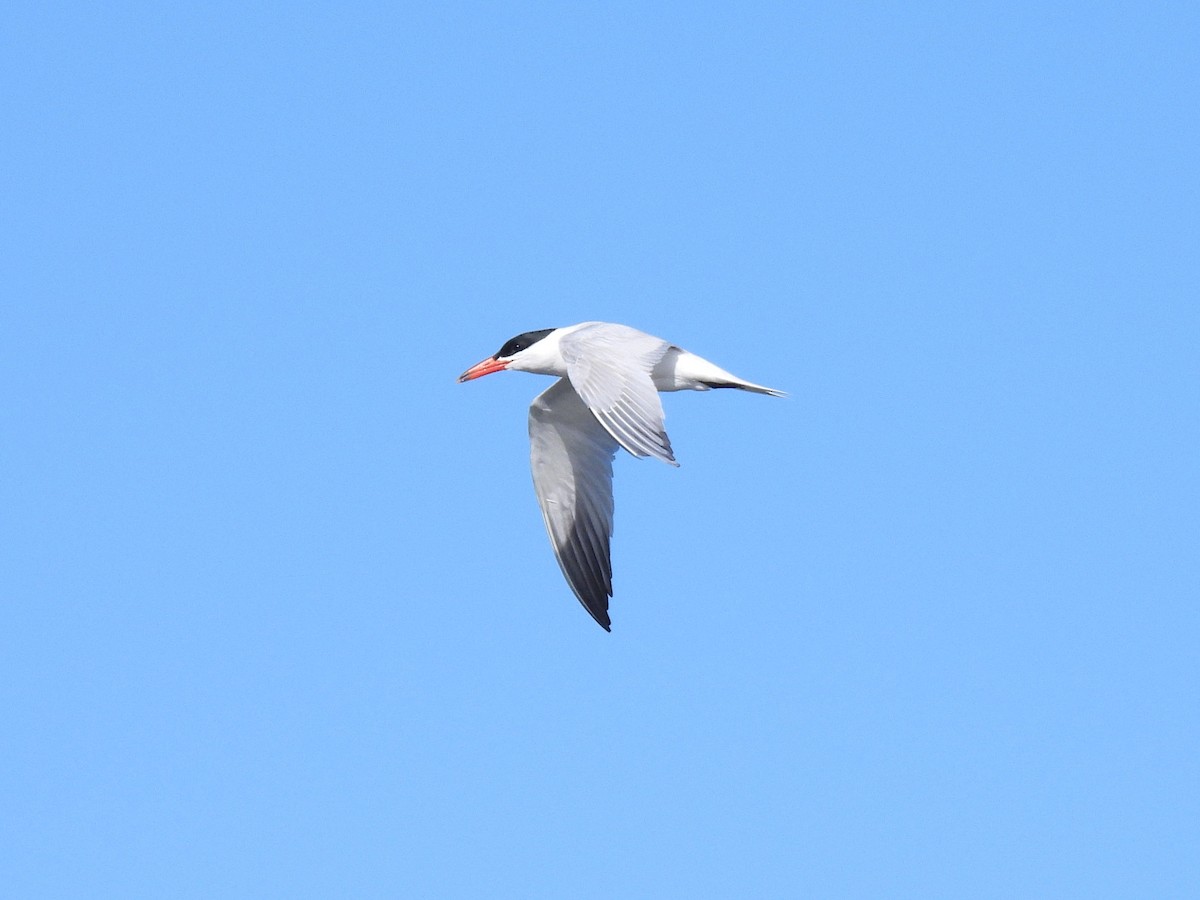 Caspian Tern - ML638303707