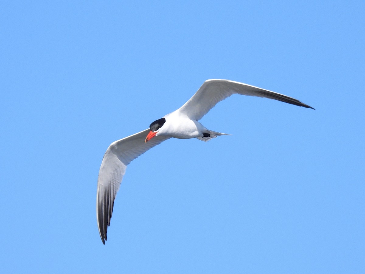 Caspian Tern - ML638303708