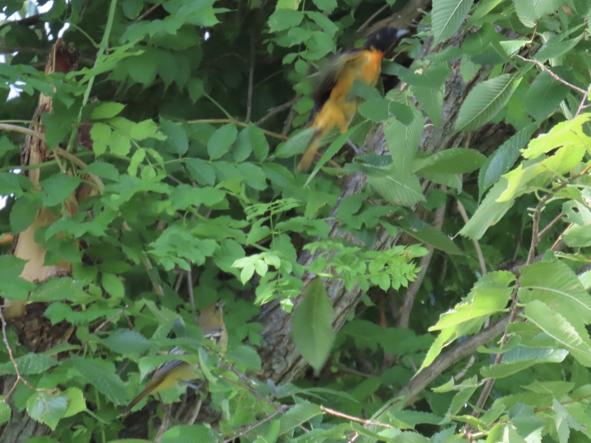 Baltimore Oriole - ML638303715