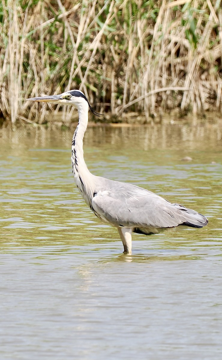 アオサギ - ML638303719