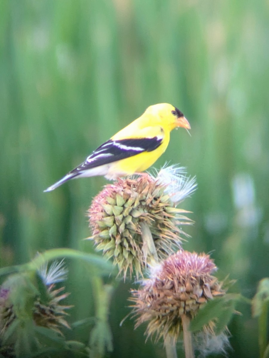 American Goldfinch - ML638303725
