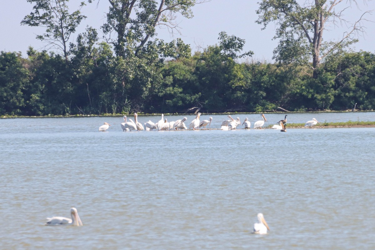 American White Pelican - ML638303726