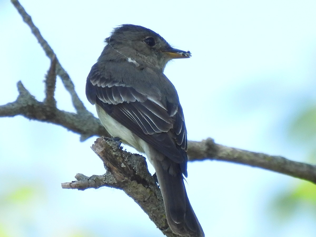 Eastern Wood-Pewee - ML638303733