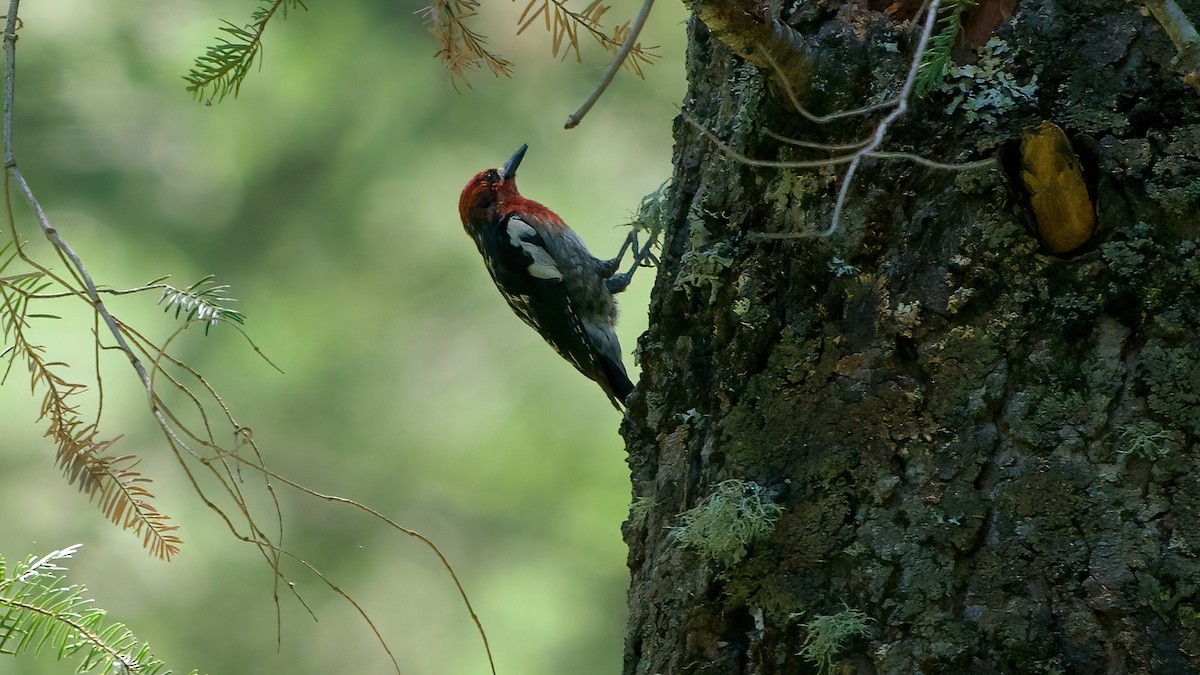 Red-breasted Sapsucker - ML638303744