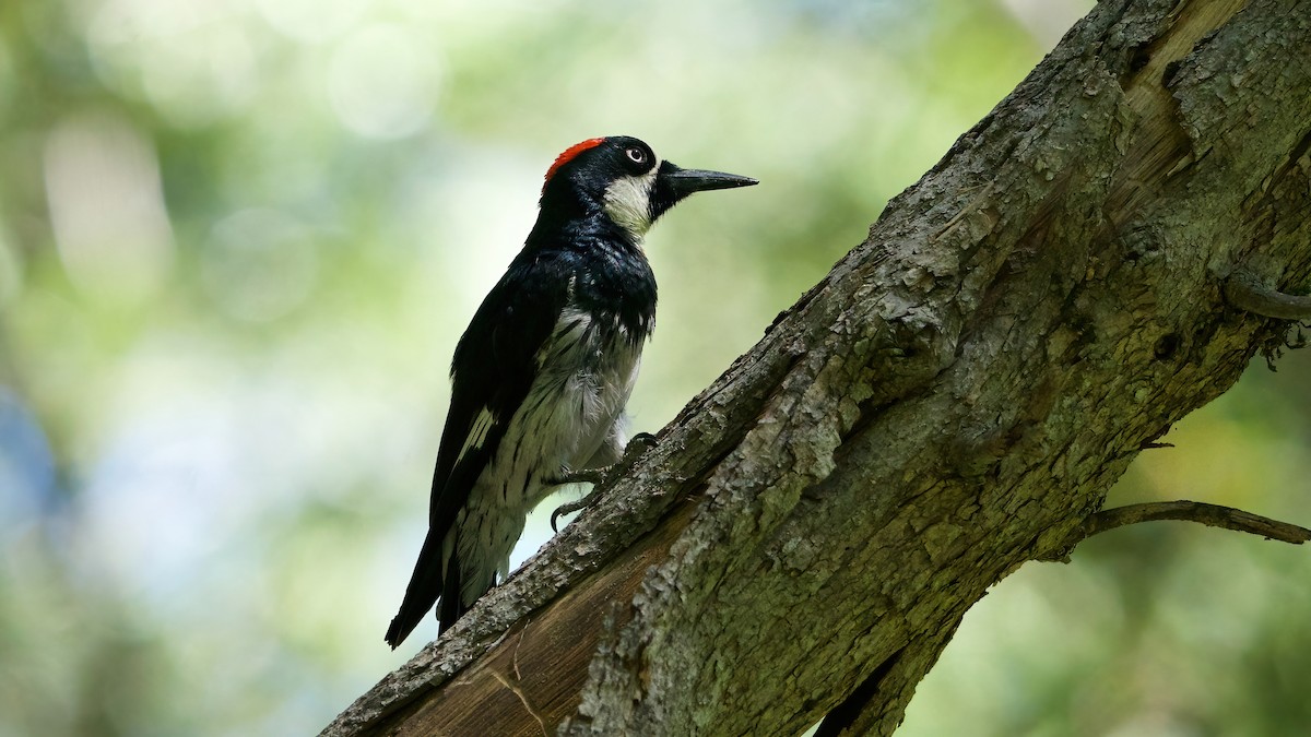 Acorn Woodpecker - ML638303755
