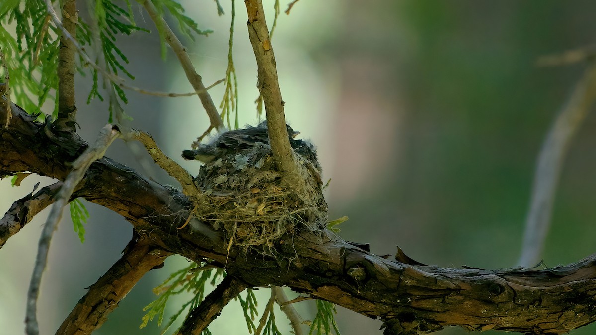 Western Wood-Pewee - ML638303771