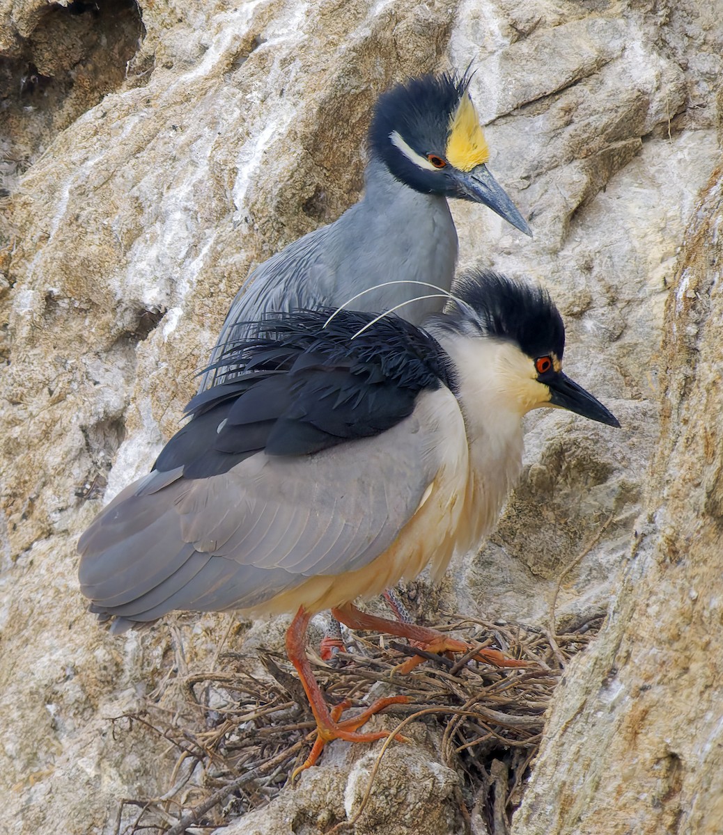 Yellow-crowned Night Heron - ML638303776