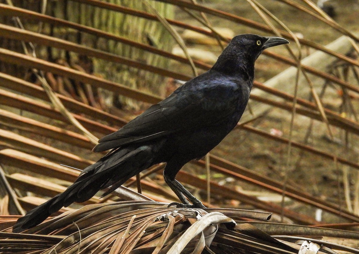 Great-tailed Grackle - ML638303778